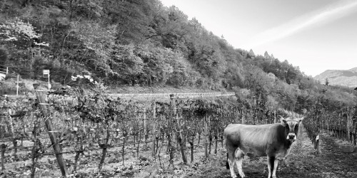 Dornach – l’agricoltura, come la viviamo noi