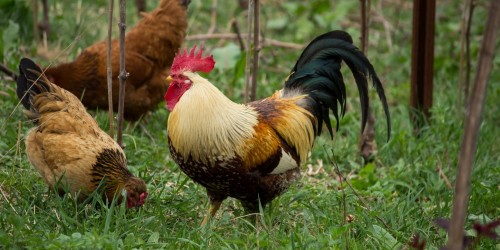 Dornach – l’agricoltura, come la viviamo noi